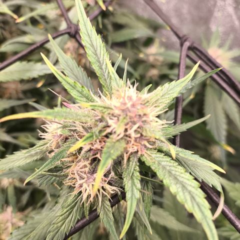Lemon Cherry Cookies Auto growlog timeline photo