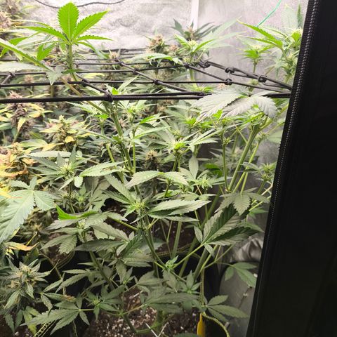 Apricot Auto growlog timeline photo