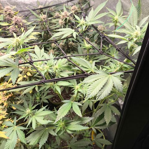 Apricot Auto growlog timeline photo