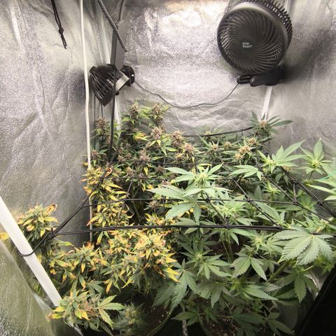 Apricot Auto growlog timeline photo