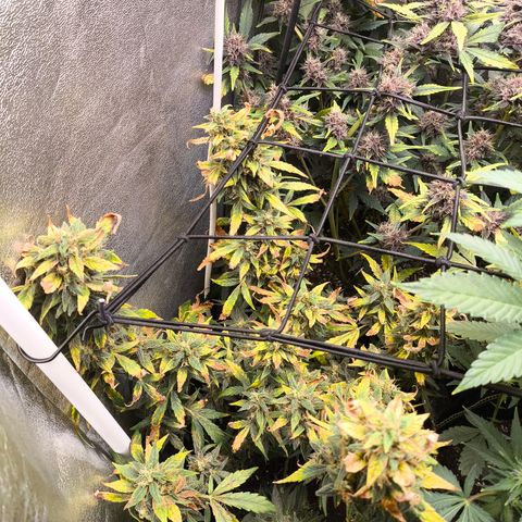 Gorilla Zkittlez Auto growlog timeline photo
