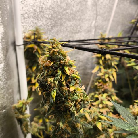Gorilla Zkittlez Auto growlog timeline photo