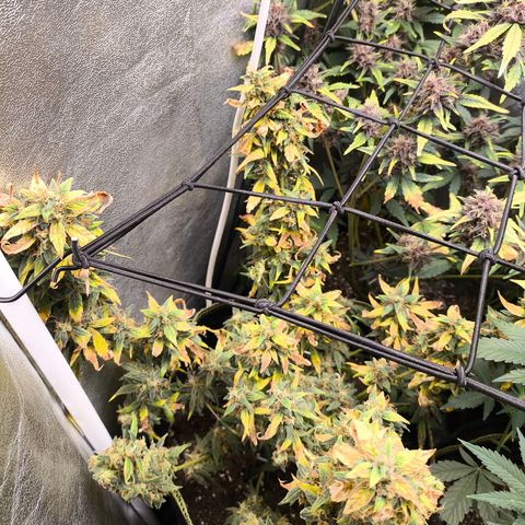 Gorilla Zkittlez Auto growlog timeline photo