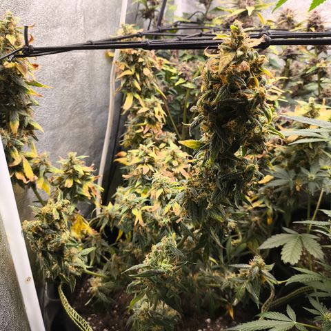 Gorilla Zkittlez Auto growlog timeline photo