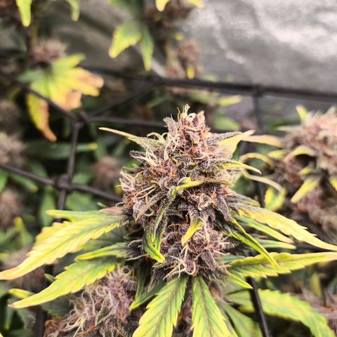 BlackBerry Auto growlog timeline photo