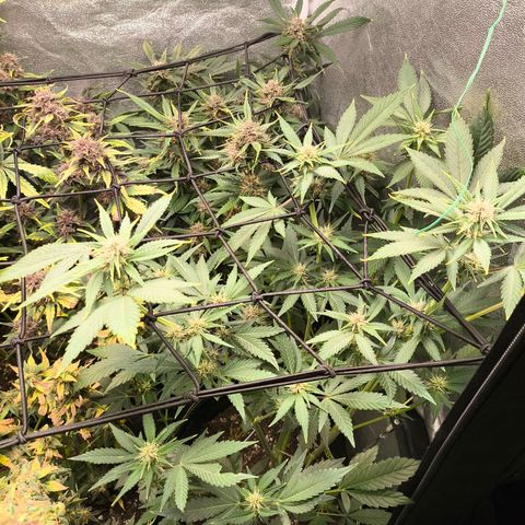 Apricot Auto growlog timeline photo