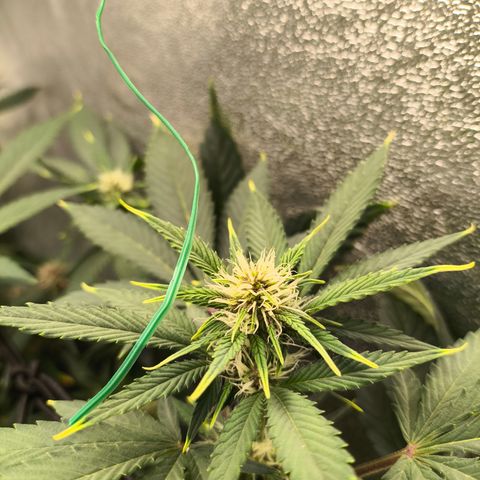 Apricot Auto growlog timeline photo