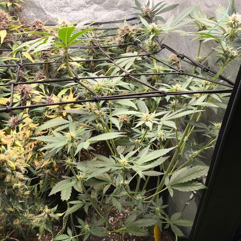 Apricot Auto growlog timeline photo