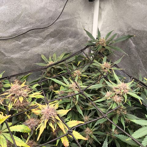 Lemon Cherry Cookies Auto growlog timeline photo