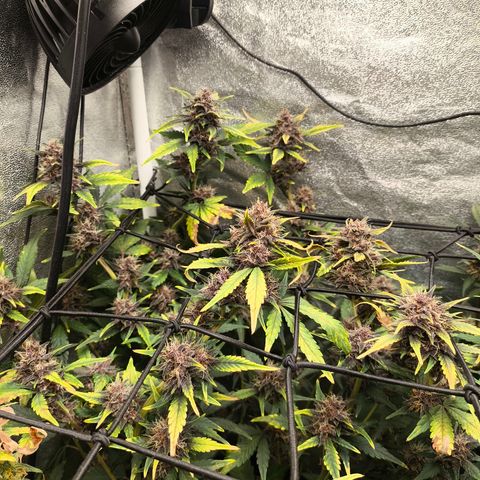 BlackBerry Auto growlog timeline photo