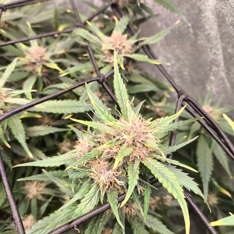 Lemon Cherry Cookies Auto growlog timeline photo