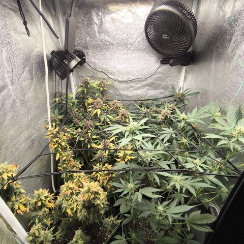 Apricot Auto growlog timeline photo