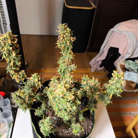 Gorilla Zkittlez Auto growlog timeline photo