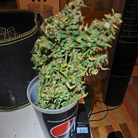 Gorilla Zkittlez Auto growlog timeline photo