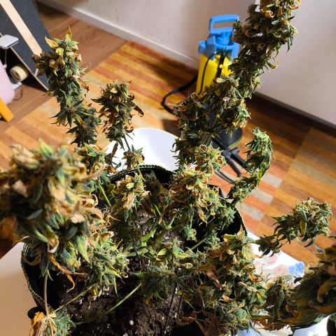 Gorilla Zkittlez Auto growlog timeline photo