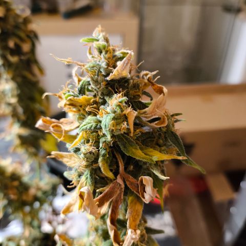 Gorilla Zkittlez Auto growlog timeline photo