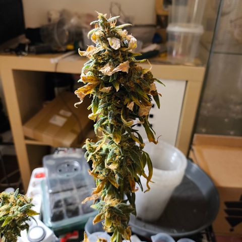 Gorilla Zkittlez Auto growlog timeline photo