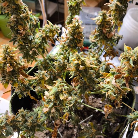 Gorilla Zkittlez Auto growlog timeline photo