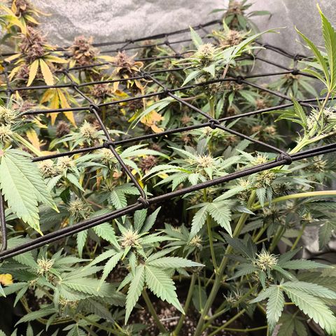 Apricot Auto growlog timeline photo