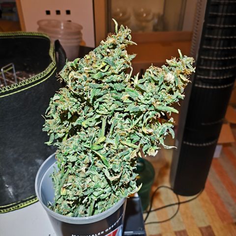 Gorilla Zkittlez Auto growlog timeline photo