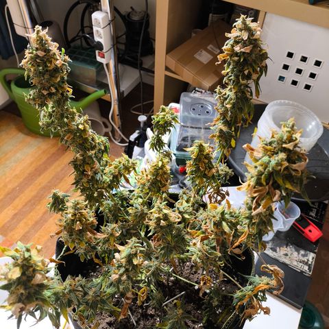 Gorilla Zkittlez Auto growlog timeline photo