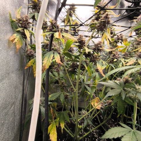 BlackBerry Auto growlog timeline photo