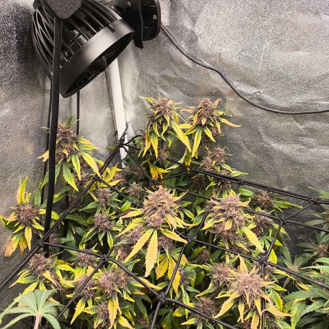 BlackBerry Auto growlog timeline photo
