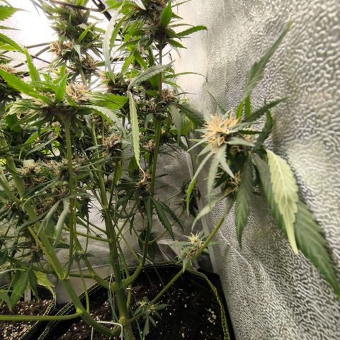 Lemon Cherry Cookies Auto growlog timeline photo