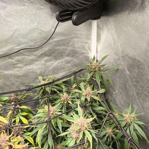 Lemon Cherry Cookies Auto growlog timeline photo