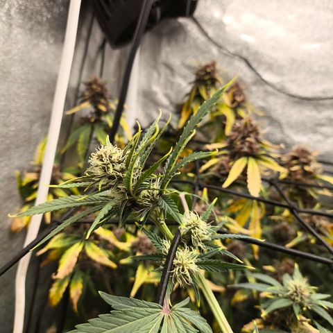 Apricot Auto growlog timeline photo