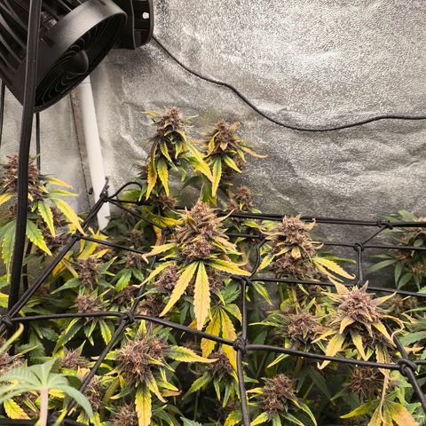 BlackBerry Auto growlog timeline photo