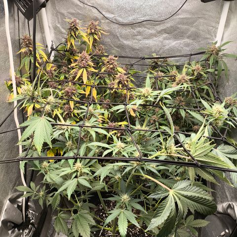 Apricot Auto growlog timeline photo