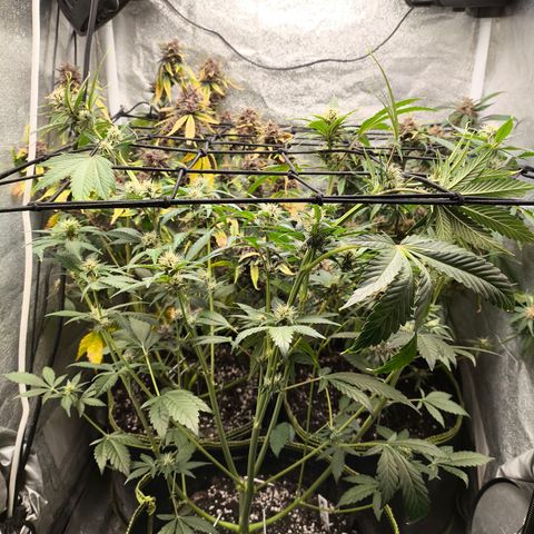 Apricot Auto growlog timeline photo