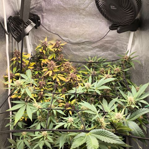 Apricot Auto growlog timeline photo