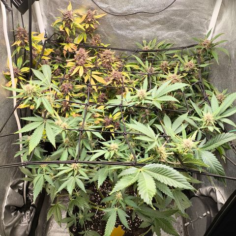 Apricot Auto growlog timeline photo