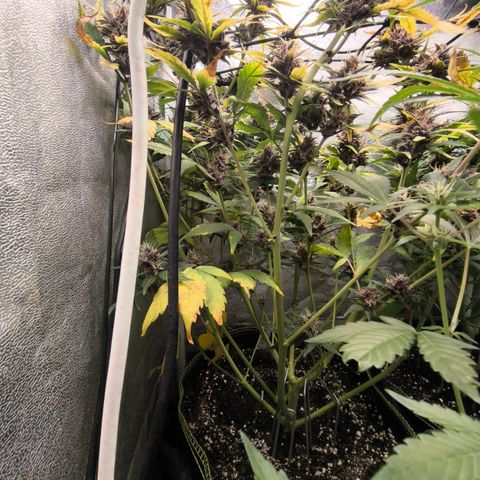 BlackBerry Auto growlog timeline photo