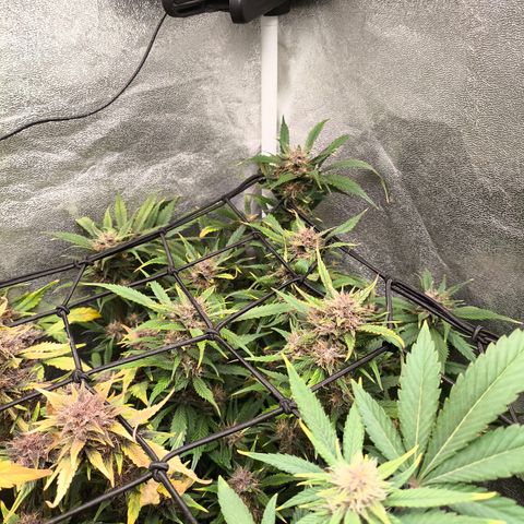Lemon Cherry Cookies Auto growlog timeline photo