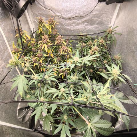Apricot Auto growlog timeline photo