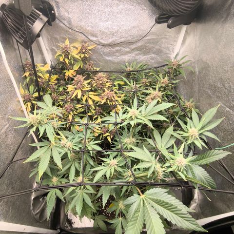 Apricot Auto growlog timeline photo