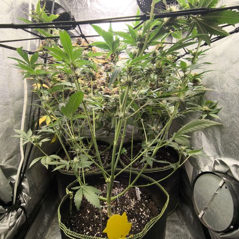 Apricot Auto growlog timeline photo
