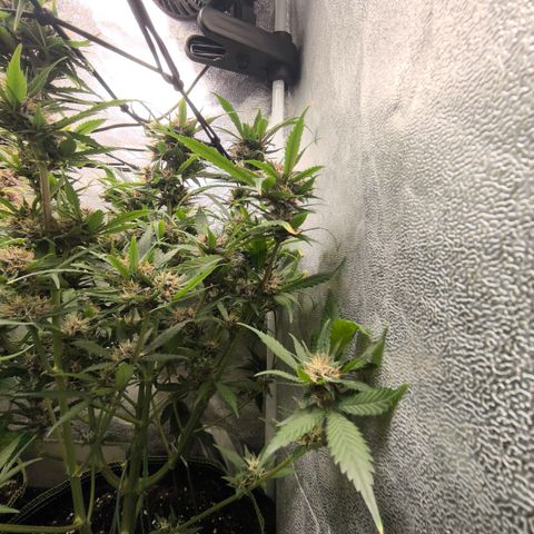 Lemon Cherry Cookies Auto growlog timeline photo