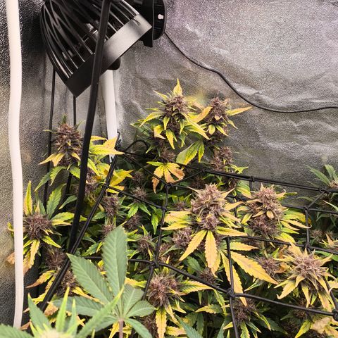 BlackBerry Auto growlog timeline photo