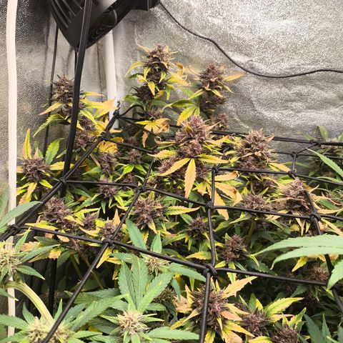 BlackBerry Auto growlog timeline photo