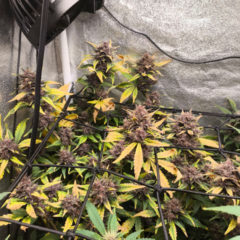 BlackBerry Auto growlog timeline photo