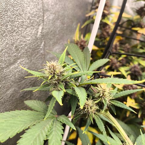 Apricot Auto growlog timeline photo