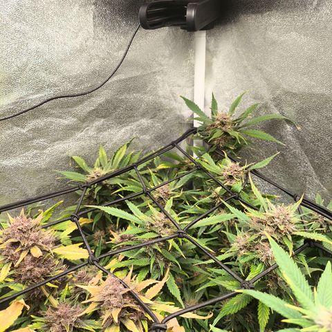 Lemon Cherry Cookies Auto growlog timeline photo