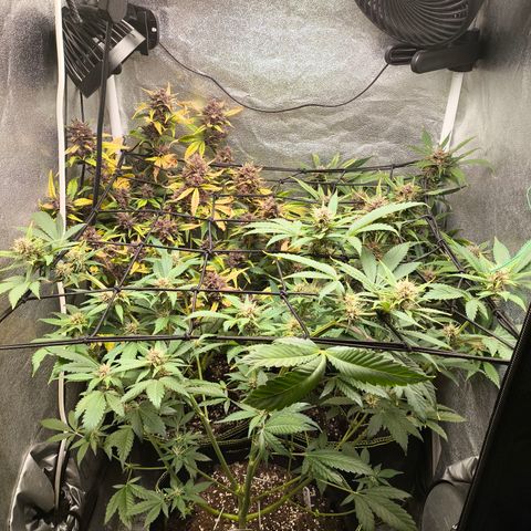 Apricot Auto growlog timeline photo
