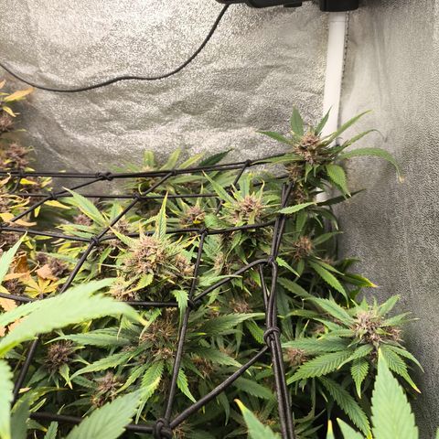 Lemon Cherry Cookies Auto growlog timeline photo