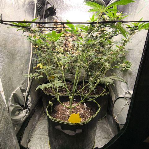 Apricot Auto growlog timeline photo