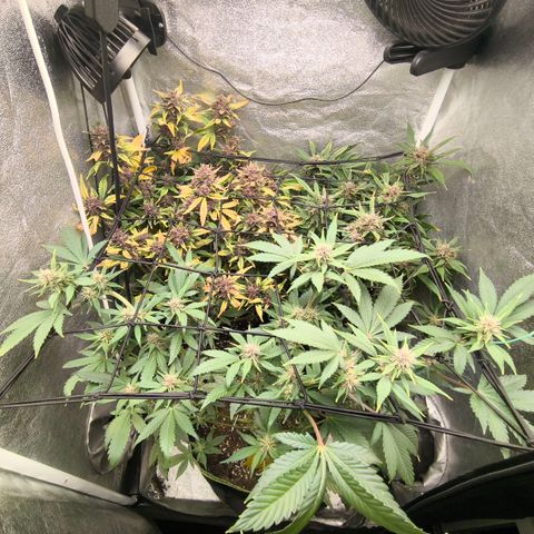 Apricot Auto growlog timeline photo